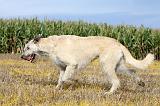 IRISH WOLFHOUND 104